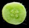  T.S. Ovary- 4-celled